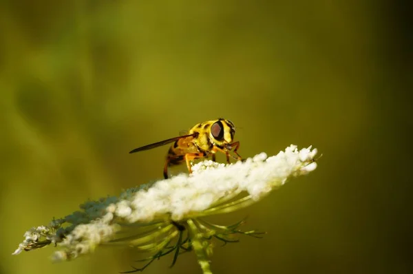 Beautiful Photos Insects Nature Macrophotography Insects Nature Beautiful Natural Background — Stok fotoğraf