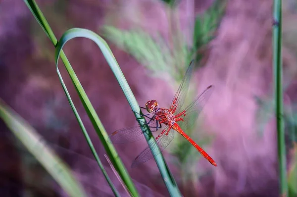 Libellule Fleurs Sauvages Insectes Dans Nature Paysage Floral — Photo