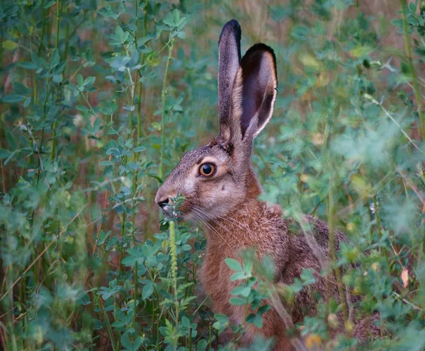 Beautiful Pictures Animals Nature Photo Hare Nature Beautiful Natural Background — Stok fotoğraf