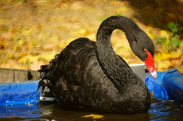 Swan Swims Recreation Park Wild Animals Nature — Stock Photo, Image