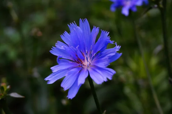 Синий Полевой Цветок Поля Луга Природа Летом — стоковое фото