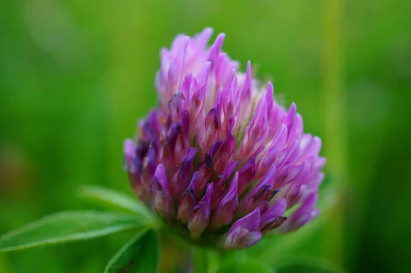 Flor Trébol Cerca Paisaje Floral Los Colores Mágicos —  Fotos de Stock