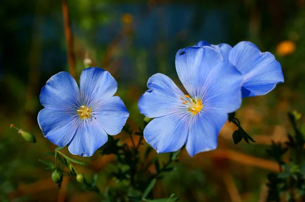 Niebieski Kwiat Czarnym Tle — Zdjęcie stockowe