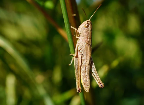 Green Grasshopper Wild Flowers Natural Background — Stok fotoğraf