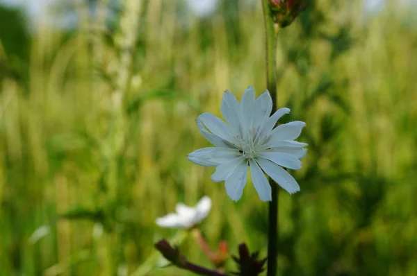 Flor Blanca Creciendo Campo Flores Silvestres Naturaleza Paisaje Floral —  Fotos de Stock