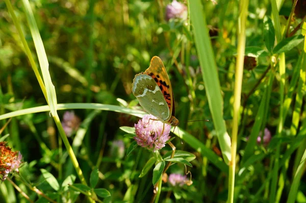 自然の中で美しい蝶の写真 — ストック写真