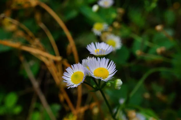White Daisy Green Background Wildflowers Nature Flower Landscape — Stock Photo, Image