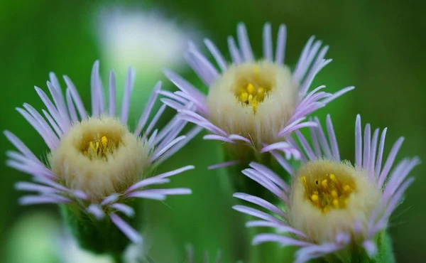 Tres Florecitas Campo Paisaje Floral —  Fotos de Stock