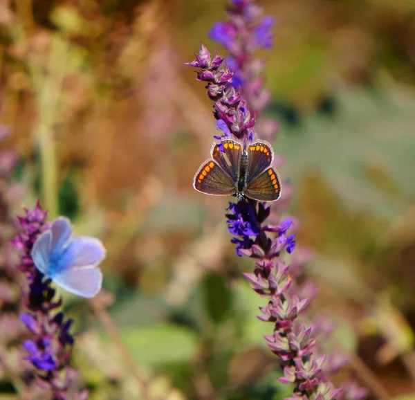 Φωτογραφία Μιας Όμορφης Πεταλούδας Στη Φύση Φυσικό Υπόβαθρο Όμορφες Φυσικές — Φωτογραφία Αρχείου