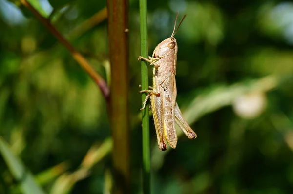 Green Grasshopper Wild Flowers Natural Background — Stok fotoğraf
