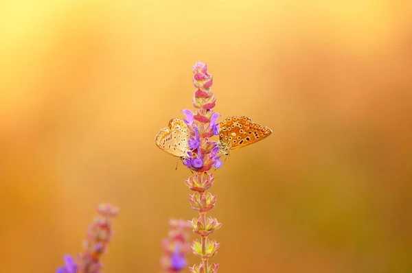 Photo Beautiful Butterfly Nature Natural Background Beautiful Natural Scenes Orange — Stock Photo, Image