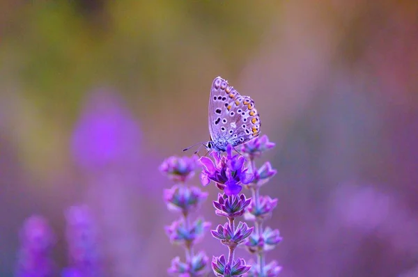 Foto Uma Bela Borboleta Natureza Fundo Natural Belas Cenas Naturais — Fotografia de Stock