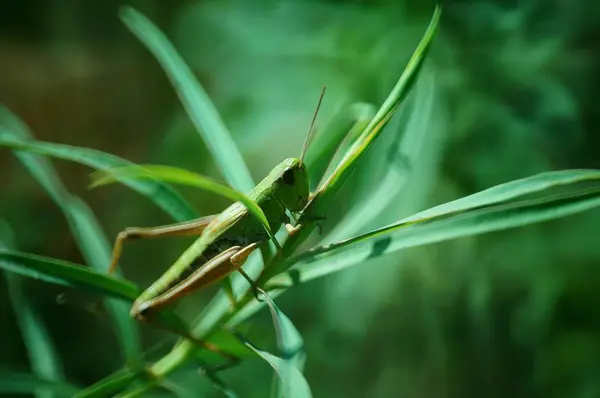 Grüne Heuschrecke Grünen Gras Insekten Der Natur — Stockfoto