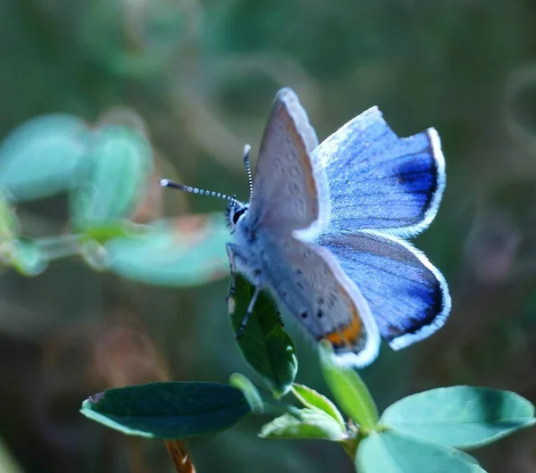 Foto Vacker Fjäril Naturen Naturlig Bakgrund Vackra Naturscener — Stockfoto