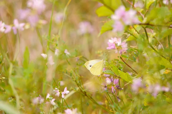 自然の中で美しい蝶の写真 自然な背景 美しい自然風景 — ストック写真