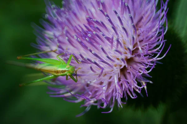 Green Grasshopper Wild Flowers — Stok fotoğraf