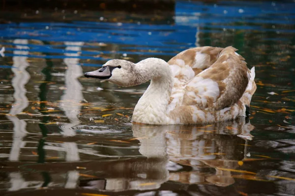 Swans Swim Recreation Park — Stock Photo, Image