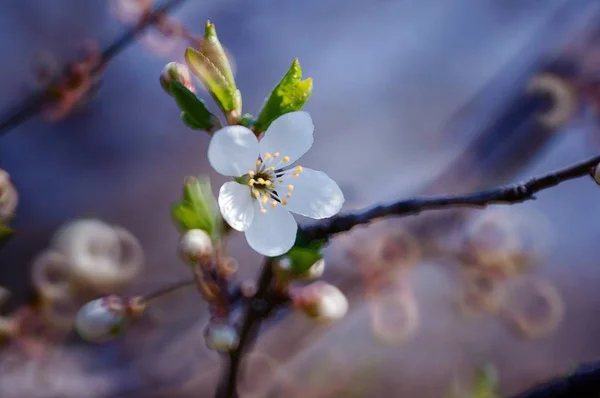 Photo Wild Flowers Nature Natural Background Peaceful Landscape — 스톡 사진