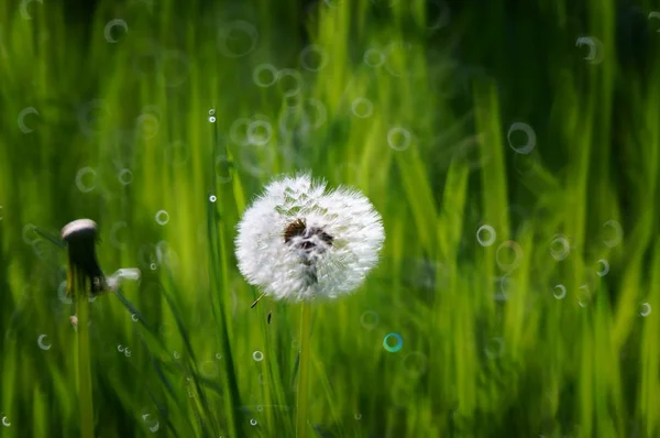 Foto Flores Silvestres Naturaleza Fondo Natural Paisaje Pacífico —  Fotos de Stock