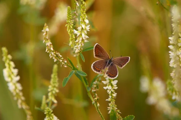 Doğadaki Güzel Bir Kelebeğin Fotoğrafı — Stok fotoğraf