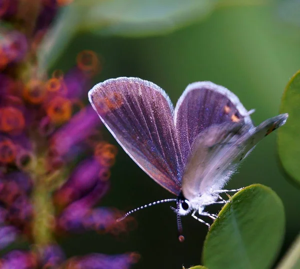 Φωτογραφία Μιας Όμορφης Πεταλούδας Στη Φύση — Φωτογραφία Αρχείου