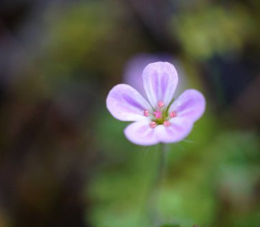 Güzel yabani çiçekler. Bahar geliyor..