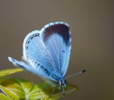 Yabani çiçeklerdeki kelebek. Çiçek manzarası. Doğadaki böcekler.