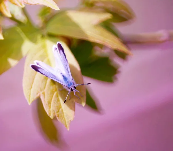 野の花で蝶 花の風景 自然界の昆虫 — ストック写真