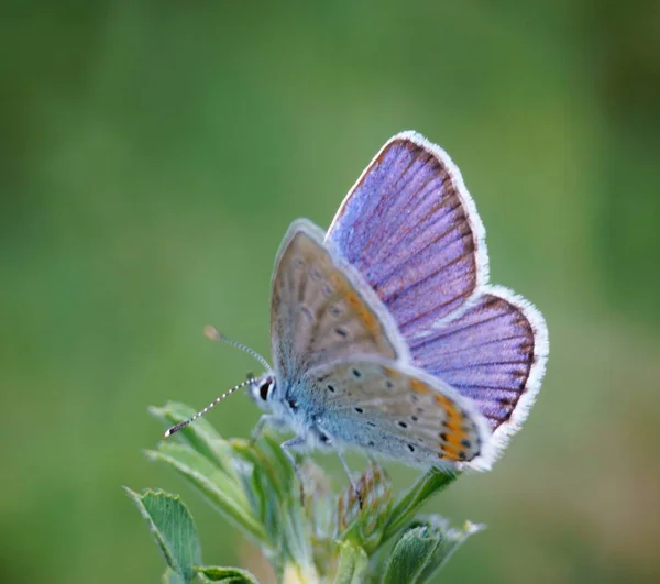 Fjärilar Vilda Blommor Blomsterlandskap Insekter Naturen — Stockfoto