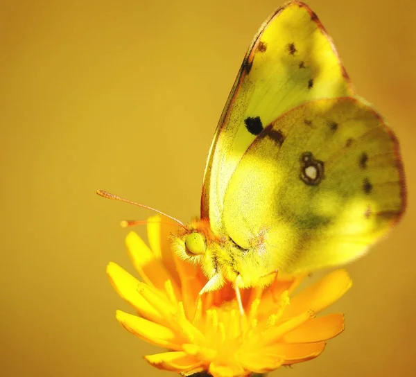 Farfalla Fiori Selvatici Paesaggio Floreale Insetti Natura — Foto Stock