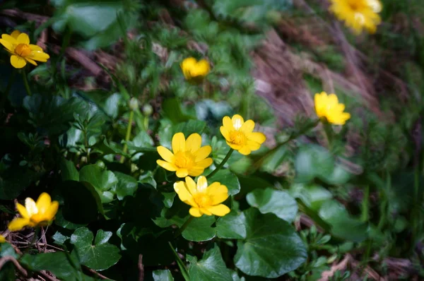 Vackra Gula Blommor Fältet Vårens Ankomst — Stockfoto