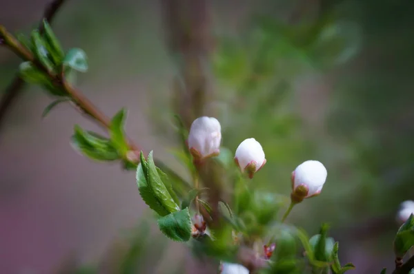 Wiśniowa Gałąź Nadchodzi Wiosna — Zdjęcie stockowe