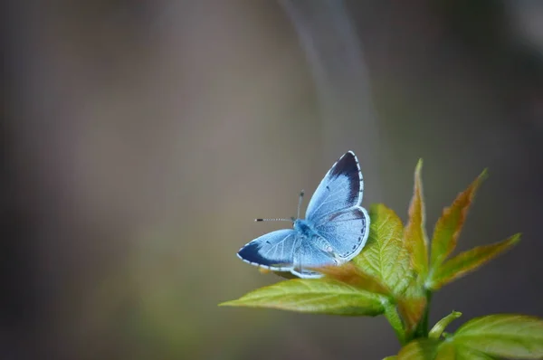 Motyl Dzikich Kwiatach Krajobraz Kwiatów Owady Naturze — Zdjęcie stockowe