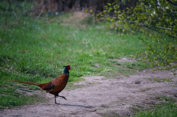 Beautiful pheasant in the green grass. Animals in nature. Birds outside the city.