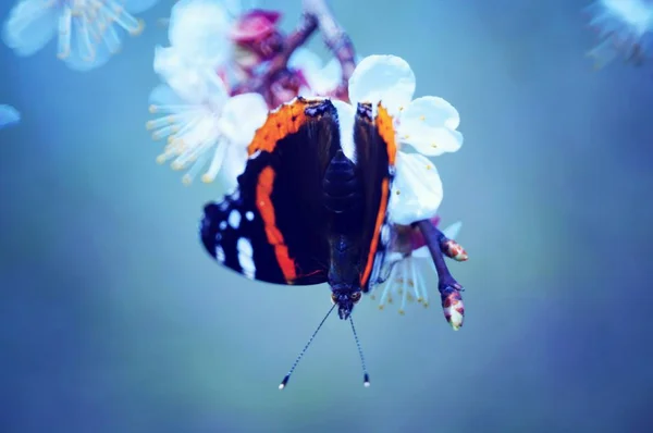 Butterfly Wild Flowers Flower Landscape Insects Nature — Stock Photo, Image