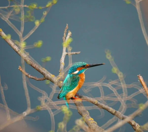 Schöner Vogel Auf Einem Ast Tiere Der Natur — Stockfoto