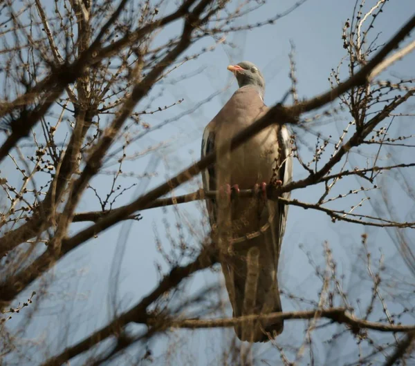 Oiseau Sur Une Branche Arbre Animaux Dans Nature — Photo