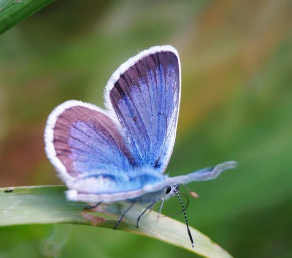 Fjäril Det Gröna Gräset Blomsterlandskap Insekter Naturen — Stockfoto