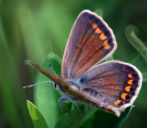 Fjäril Det Gröna Gräset Blomsterlandskap Insekter Naturen — Stockfoto
