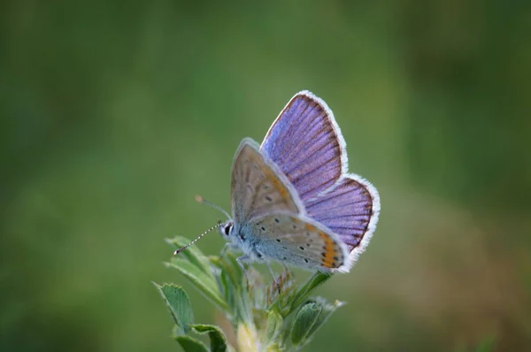 Butterfly Green Grass Flower Landscape Insects Nature — Stock Photo, Image