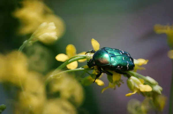 Grüner Käfer Wildblumen Blumenlandschaft Insekten Der Natur — Stockfoto