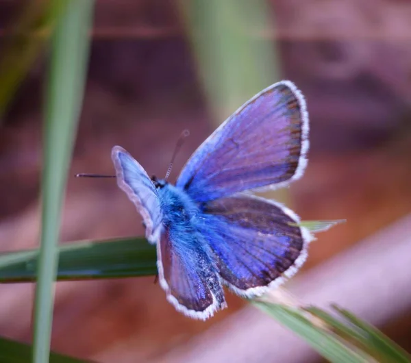 Fjäril Det Gröna Gräset Blomsterlandskap Insekter Naturen — Stockfoto