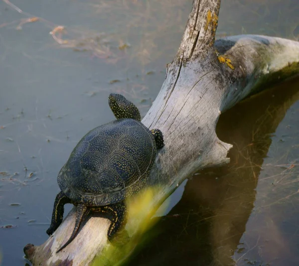 Turtle swimming in the pond. Animals in nature.