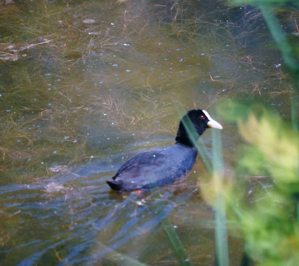 Μια Όμορφη Πάπια Κολυμπάει Μια Λίμνη Ζώα Στη Φύση Πουλιά — Φωτογραφία Αρχείου