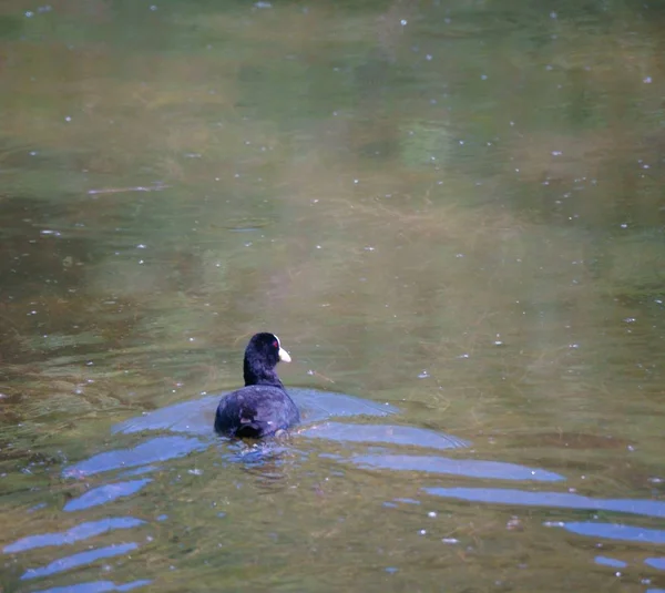 A beautiful duck swims in a pond. Animals in nature. Birds outside the city.