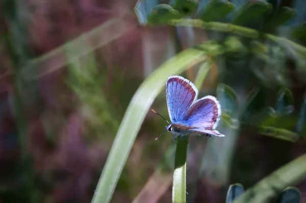 Fjäril Det Gröna Gräset Blomsterlandskap Insekter Naturen — Stockfoto