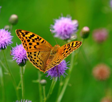 Renkli bir tarlada güzel bir kelebek. Yabani çiçekler ve böcekler yakın plan..