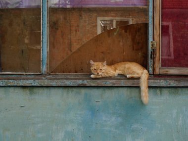 Kırık pencerenin pervazında kırmızı kedi.