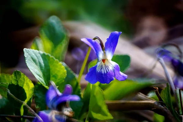 Blå Blommor Grön Bakgrund — Stockfoto