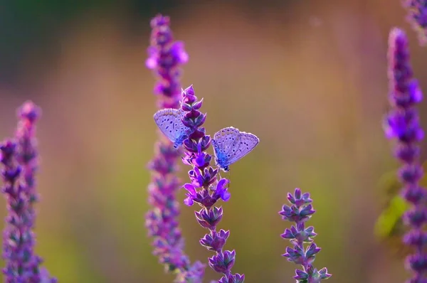 花の中の美しい蝶の写真 自然界の昆虫 — ストック写真